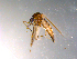  (Aedes pionips - 10PROBE-12145)  @14 [ ] CreativeCommons - Attribution (2011) CBG Photography Group Centre for Biodiversity Genomics