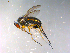  ( - 10PROBE-12185)  @14 [ ] CreativeCommons - Attribution (2011) CBG Photography Group Centre for Biodiversity Genomics