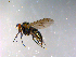  (Dolichopus sp. SEB05 - 10PROBE-12187)  @14 [ ] CreativeCommons - Attribution (2011) CBG Photography Group Centre for Biodiversity Genomics