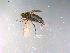  ( - 10PROBE-12188)  @13 [ ] CreativeCommons - Attribution (2011) CBG Photography Group Centre for Biodiversity Genomics