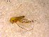  ( - 10PROBE-12216)  @12 [ ] CreativeCommons - Attribution (2011) CBG Photography Group Centre for Biodiversity Genomics