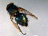  ( - 10PROBE-12234)  @13 [ ] CreativeCommons - Attribution (2011) CBG Photography Group Centre for Biodiversity Genomics