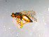  ( - 10PROBE-12237)  @14 [ ] CreativeCommons - Attribution (2011) CBG Photography Group Centre for Biodiversity Genomics