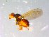  ( - 10PROBE-12247)  @13 [ ] CreativeCommons - Attribution (2011) CBG Photography Group Centre for Biodiversity Genomics
