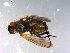  ( - 10PROBE-12306)  @13 [ ] CreativeCommons - Attribution (2011) CBG Photography Group Centre for Biodiversity Genomics