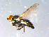  ( - 10PROBE-12313)  @12 [ ] CreativeCommons - Attribution (2011) CBG Photography Group Centre for Biodiversity Genomics
