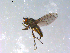  ( - 10PROBE-12316)  @13 [ ] CreativeCommons - Attribution (2011) CBG Photography Group Centre for Biodiversity Genomics