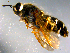  ( - 10PROBE-12327)  @12 [ ] CreativeCommons - Attribution (2011) CBG Photography Group Centre for Biodiversity Genomics