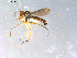  ( - 10PROBE-12335)  @13 [ ] CreativeCommons - Attribution (2011) CBG Photography Group Centre for Biodiversity Genomics