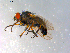  ( - 10PROBE-12369)  @13 [ ] CreativeCommons - Attribution (2011) CBG Photography Group Centre for Biodiversity Genomics