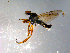  ( - 10PROBE-12382)  @13 [ ] CreativeCommons - Attribution (2011) CBG Photography Group Centre for Biodiversity Genomics