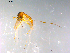  ( - 10PROBE-12414)  @12 [ ] CreativeCommons - Attribution (2011) CBG Photography Group Centre for Biodiversity Genomics