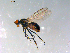  ( - 10PROBE-12427)  @13 [ ] CreativeCommons - Attribution (2011) CBG Photography Group Centre for Biodiversity Genomics
