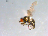 (Cerodontha churchillensis - 10PROBE-12440)  @13 [ ] CreativeCommons - Attribution (2011) CBG Photography Group Centre for Biodiversity Genomics