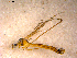  ( - 10PROBE-12442)  @13 [ ] CreativeCommons - Attribution (2011) CBG Photography Group Centre for Biodiversity Genomics