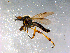  ( - 10PROBE-12466)  @13 [ ] CreativeCommons - Attribution (2011) CBG Photography Group Centre for Biodiversity Genomics