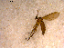  ( - 10PROBE-12493)  @12 [ ] CreativeCommons - Attribution (2011) CBG Photography Group Centre for Biodiversity Genomics