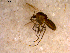  ( - 10PROBE-12504)  @13 [ ] CreativeCommons - Attribution (2011) CBG Photography Group Centre for Biodiversity Genomics