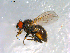  ( - 10PROBE-12513)  @13 [ ] CreativeCommons - Attribution (2011) CBG Photography Group Centre for Biodiversity Genomics