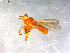  ( - 10PROBE-12532)  @12 [ ] CreativeCommons - Attribution (2011) CBG Photography Group Centre for Biodiversity Genomics