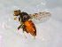  (Malloewia setulosa - 10PROBE-12534)  @14 [ ] CreativeCommons - Attribution (2011) CBG Photography Group Centre for Biodiversity Genomics
