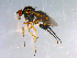 ( - 10PROBE-12554)  @14 [ ] CreativeCommons - Attribution (2011) CBG Photography Group Centre for Biodiversity Genomics