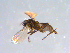  ( - 10PROBE-12562)  @12 [ ] CreativeCommons - Attribution (2011) CBG Photography Group Centre for Biodiversity Genomics