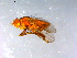  ( - 10PROBE-12605)  @12 [ ] CreativeCommons - Attribution (2011) CBG Photography Group Centre for Biodiversity Genomics