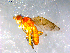  ( - 10PROBE-12653)  @13 [ ] CreativeCommons - Attribution (2011) CBG Photography Group Centre for Biodiversity Genomics