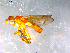  ( - 10PROBE-12654)  @12 [ ] CreativeCommons - Attribution (2011) CBG Photography Group Centre for Biodiversity Genomics