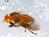  ( - 10PROBE-12659)  @12 [ ] CreativeCommons - Attribution (2011) CBG Photography Group Centre for Biodiversity Genomics