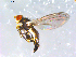  (Cerodontha n.sp - 10PROBE-12669)  @11 [ ] CreativeCommons - Attribution (2011) CBG Photography Group Centre for Biodiversity Genomics