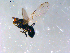  ( - 10PROBE-12689)  @13 [ ] CreativeCommons - Attribution (2011) CBG Photography Group Centre for Biodiversity Genomics