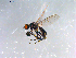  ( - 10PROBE-12690)  @13 [ ] CreativeCommons - Attribution (2011) CBG Photography Group Centre for Biodiversity Genomics