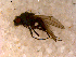  ( - 10PROBE-12712)  @13 [ ] CreativeCommons - Attribution (2011) CBG Photography Group Centre for Biodiversity Genomics
