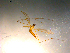  ( - 10PROBE-12749)  @12 [ ] CreativeCommons - Attribution (2011) CBG Photography Group Centre for Biodiversity Genomics