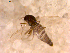  ( - 10PROBE-12789)  @12 [ ] CreativeCommons - Attribution (2011) CBG Photography Group Centre for Biodiversity Genomics