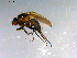  ( - 10PROBE-12823)  @12 [ ] CreativeCommons - Attribution (2011) CBG Photography Group Centre for Biodiversity Genomics
