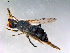  ( - 10PROBE-12852)  @12 [ ] CreativeCommons - Attribution (2011) CBG Photography Group Centre for Biodiversity Genomics