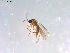  ( - 10PROBE-12896)  @12 [ ] CreativeCommons - Attribution (2011) CBG Photography Group Centre for Biodiversity Genomics