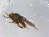  ( - 10PROBE-12908)  @12 [ ] CreativeCommons - Attribution (2011) CBG Photography Group Centre for Biodiversity Genomics