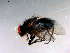  ( - 10PROBE-12920)  @13 [ ] CreativeCommons - Attribution (2011) CBG Photography Group Centre for Biodiversity Genomics