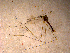  ( - 10PROBE-12940)  @12 [ ] CreativeCommons - Attribution (2011) CBG Photography Group Centre for Biodiversity Genomics