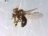  ( - 10PROBE-12972)  @13 [ ] CreativeCommons - Attribution (2011) CBG Photography Group Centre for Biodiversity Genomics