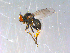  ( - 10PROBE-12974)  @13 [ ] CreativeCommons - Attribution (2011) CBG Photography Group Centre for Biodiversity Genomics