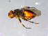  ( - 10PROBE-13006)  @12 [ ] CreativeCommons - Attribution (2011) CBG Photography Group Centre for Biodiversity Genomics