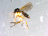  (Epicypta sp. CJB1 - 10PROBE-13030)  @13 [ ] CreativeCommons - Attribution (2011) CBG Photography Group Centre for Biodiversity Genomics