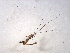  ( - 10PROBE-13066)  @12 [ ] CreativeCommons - Attribution (2011) CBG Photography Group Centre for Biodiversity Genomics