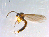  ( - 10PROBE-13092)  @12 [ ] CreativeCommons - Attribution (2011) CBG Photography Group Centre for Biodiversity Genomics