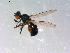  ( - 10PROBE-13103)  @12 [ ] CreativeCommons - Attribution (2011) CBG Photography Group Centre for Biodiversity Genomics